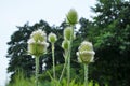 Dipsacus blooms in nature