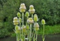 Dipsacus blooms in nature