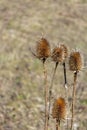 Dipsacus fullonum Royalty Free Stock Photo