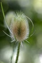 Dipsacus fullonum faded flowering flowers, high plant after blooming, ornamental common teasel Royalty Free Stock Photo