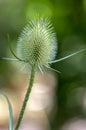 Dipsacus fullonum faded flowering flowers, high plant after blooming, ornamental common teasel Royalty Free Stock Photo