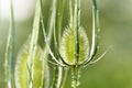 Dipsacus fullonum Royalty Free Stock Photo