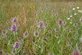 Dipsacus fullonum. Green wild Teasel or thistle, spiky plant with thorn on a meadow Royalty Free Stock Photo