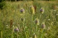 Is a stout biennial herb. Plain brush is suitable after flowering in decorations Properties grows to a height of 0.8 - 2m blooms