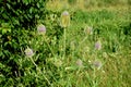 Is a stout biennial herb. Plain brush is suitable after flowering in decorations Properties grows to a height of 0.8 - 2m blooms