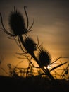 Dipsacus Fullonum Silhouettes with Sunlight in Backlight Composition Royalty Free Stock Photo