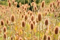 Dipsacus fullonum in summer Royalty Free Stock Photo