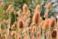 Dipsacus fullonum in summer Royalty Free Stock Photo