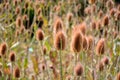 Dipsacus fullonum in summer Royalty Free Stock Photo