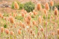 Dipsacus fullonum in summer Royalty Free Stock Photo