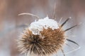 Dipsacus fullonum, syn. Dipsacus sylvestris, or wild teasel or fuller\'s teasel, close up macro with snow Royalty Free Stock Photo