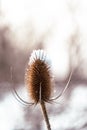 Dipsacus fullonum, syn. Dipsacus sylvestris, or wild teasel or fuller\'s teasel, close up with snow bright lights Royalty Free Stock Photo