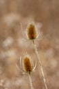 Dipsacus fullonum, syn. Dipsacus sylvestris, or wild teasel or fuller\'s teasel, close up in winter Royalty Free Stock Photo