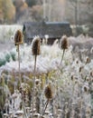 Dipsacus fullonum or teasel plants at sunrise.