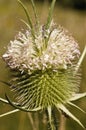 Dipsacus fullonum wild or fullers teasel large thistle and beautiful pink or white flowers live in flooded places Royalty Free Stock Photo