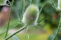 Dipsacus fullonum, wild teasel flower closeup selective focus