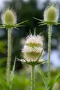 Tall Teasel - Dipsacus - Invasive Species Royalty Free Stock Photo