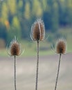 Dipsacus laciniatus, cutleaf teasel trio