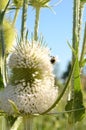 Cutleaf Teasel with fly collecting nectar from white flowers