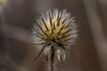 Dipsacus pilosus - small teasel Royalty Free Stock Photo