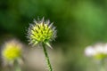 Dipsacus pilosus, Small Teasel. Wild plant shot in summer Royalty Free Stock Photo