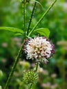 Dipsacus pilosus, Small Teasel. Wild plant shot in summer. Royalty Free Stock Photo