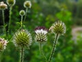 Dipsacus pilosus, Small Teasel. Wild plant shot in summer.