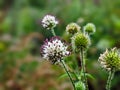 Dipsacus pilosus, Small Teasel. Wild plant shot in summer. Royalty Free Stock Photo