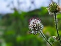 Dipsacus pilosus, Small Teasel. Wild plant shot in summer. Royalty Free Stock Photo