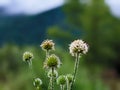 Dipsacus pilosus, Small Teasel. Wild plant shot in summer.