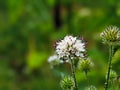 Dipsacus pilosus, Small Teasel. Wild plant shot in summer. Royalty Free Stock Photo