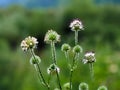 Dipsacus pilosus, Small Teasel. Wild plant shot in summer. Royalty Free Stock Photo