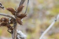 The Dipsacus plant is close by on Ermak Island in the Danube Biosphere Reserve. Ukraine