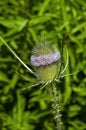 Flower head of a dipsacus sativus or fullers teasel plant Royalty Free Stock Photo