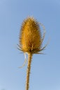 Dipsacus Sativus Royalty Free Stock Photo