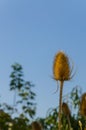 Dipsacus Sativus Royalty Free Stock Photo