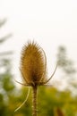 Dipsacus Sativus Royalty Free Stock Photo