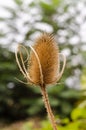 Dipsacus Sativus Royalty Free Stock Photo