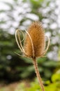 Dipsacus Sativus