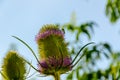 Dipsacus Sativus Royalty Free Stock Photo