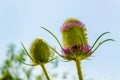 Dipsacus Sativus Royalty Free Stock Photo