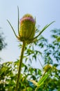 Dipsacus Sativus Royalty Free Stock Photo
