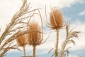 Dipsacus sativus wild dry Royalty Free Stock Photo