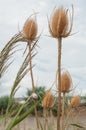 Dipsacus sativus wild dry Royalty Free Stock Photo