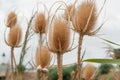 Dipsacus sativus wild dry Royalty Free Stock Photo