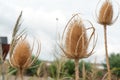 Dipsacus sativus wild dry Royalty Free Stock Photo