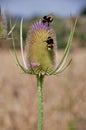 Dipsacus sylvestris Royalty Free Stock Photo