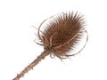 Dipsacus - teasel, teazel or teazle. Isolated over white. Royalty Free Stock Photo