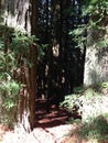 Dipsea Trail, Muir Woods, San Francisco, CA Royalty Free Stock Photo