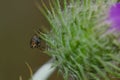 Diptera on a flower of a purple milk thistle Royalty Free Stock Photo